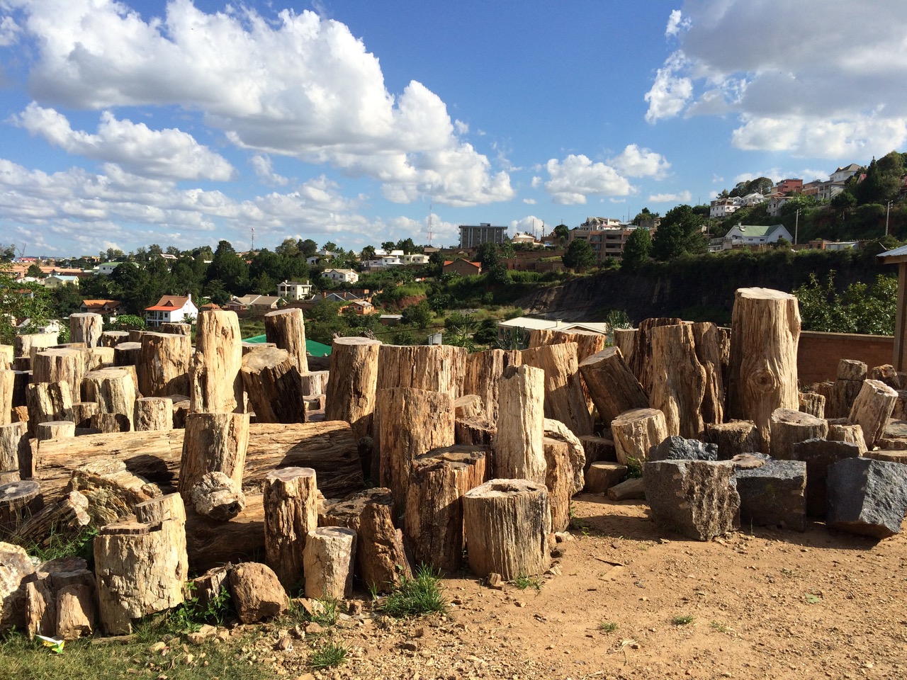 Madagascar Fossil Wood