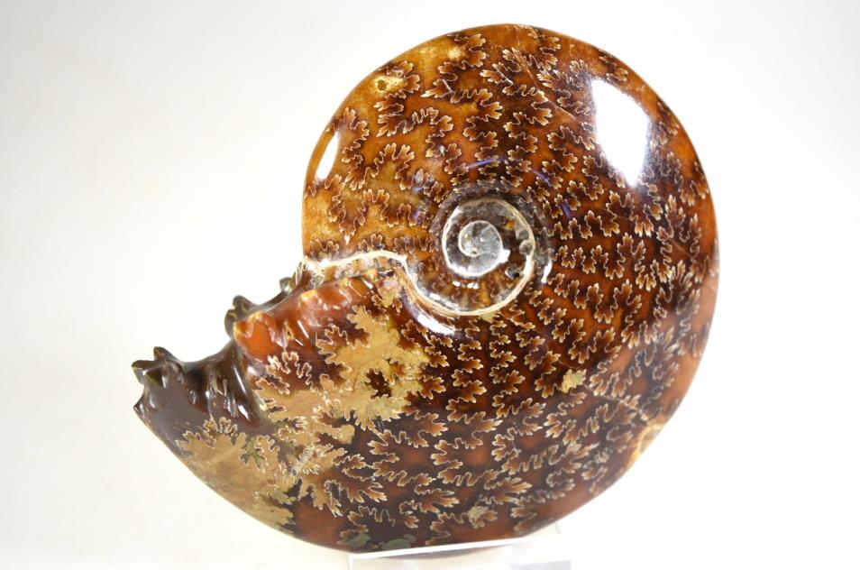 Buy Cleoniceras Ammonites Online