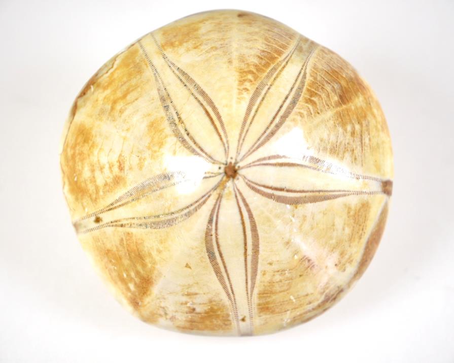 Echinoid Fossils For Sale