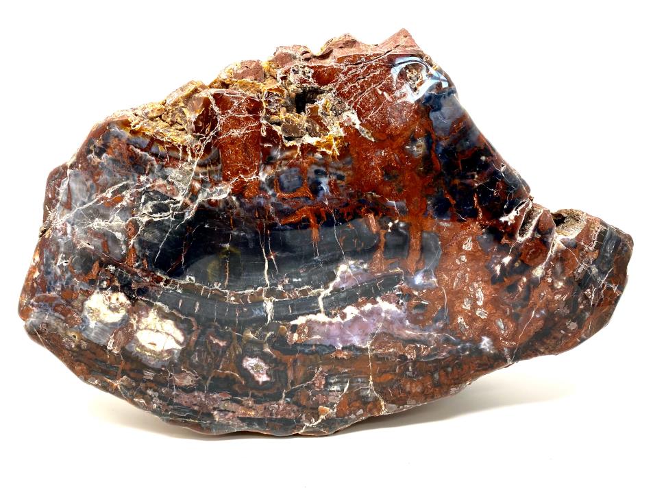 Large Fossil Wood Log