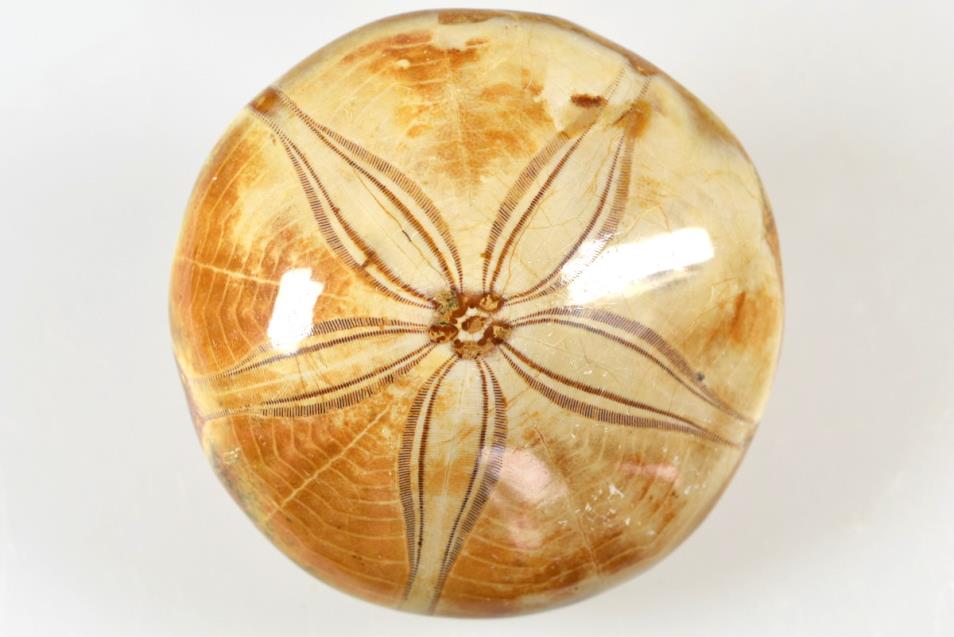 Madagascan Echinoids