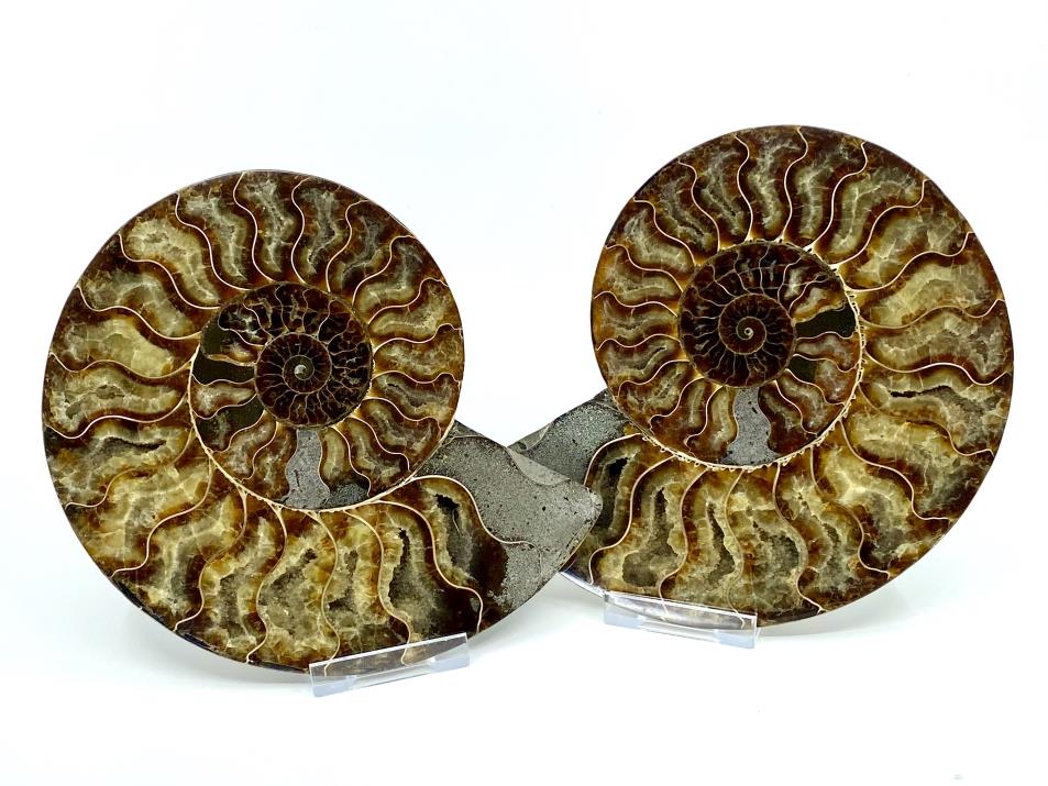 Madagascan Ammonites