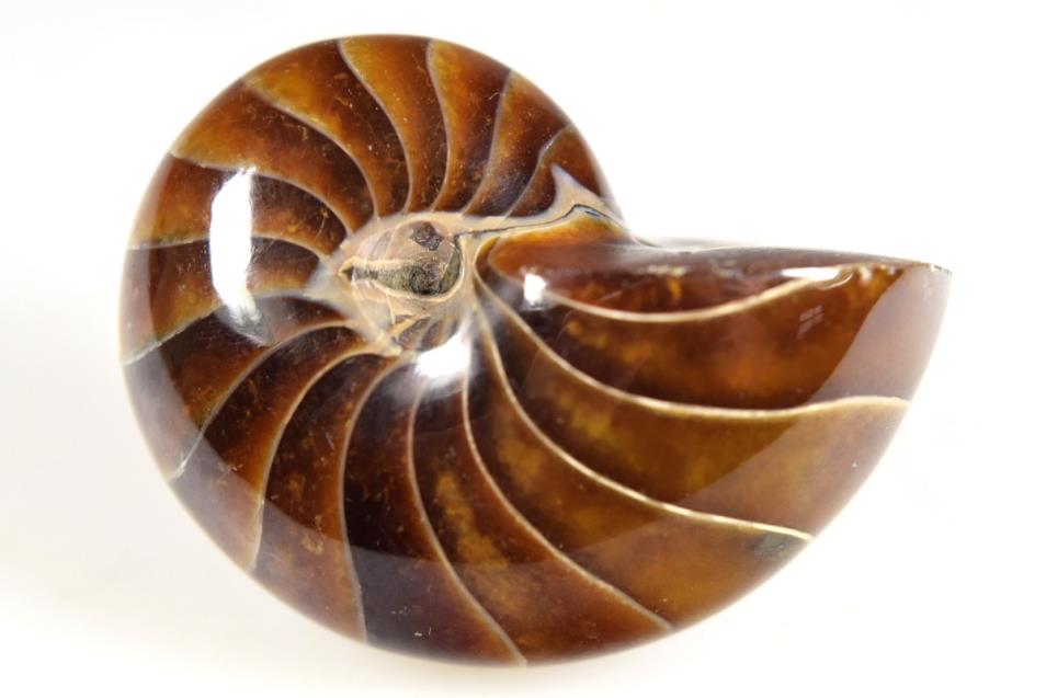 Nautilus Fossils From Madagascar