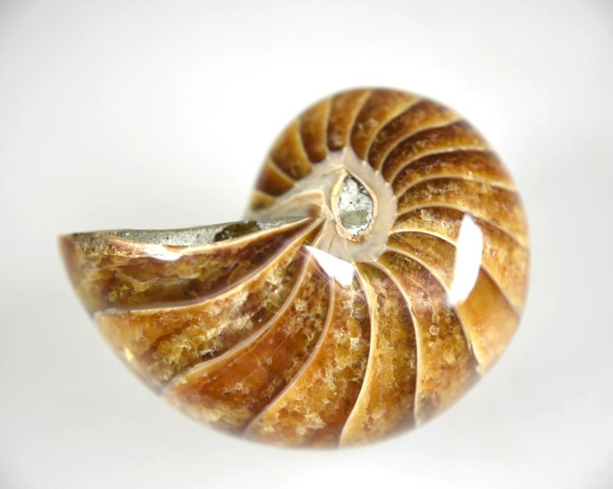 Buy Nautilus Fossils Online