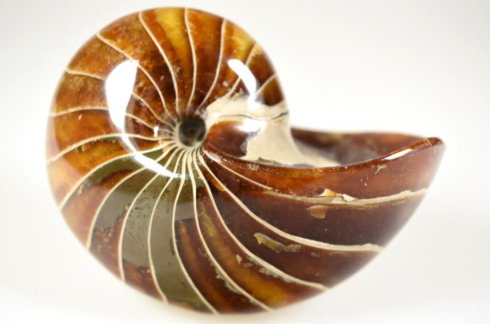 Madagascan Nautilus Fossils