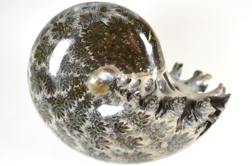 Buy Phylloceras Ammonites Online