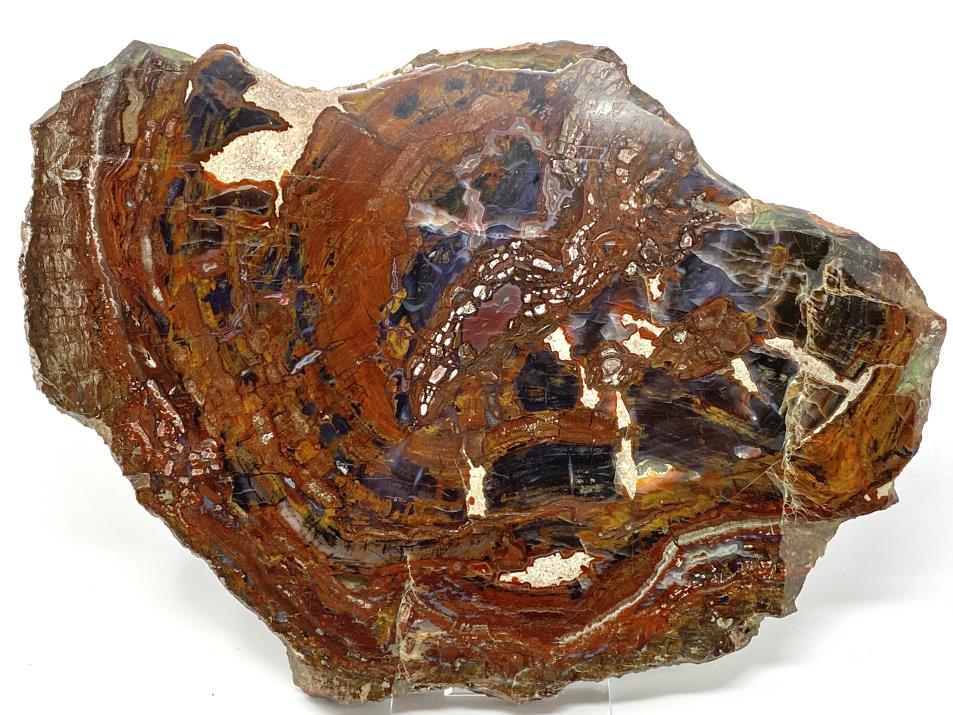 Fossil Wood Slices