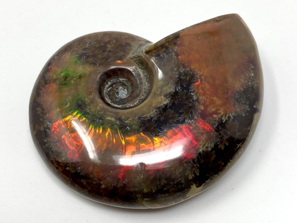Red Iridescent Ammonites