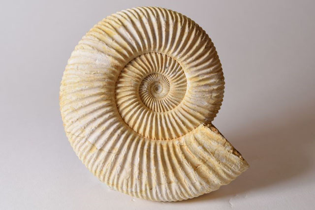 Perisphinctes Ammonite Natural