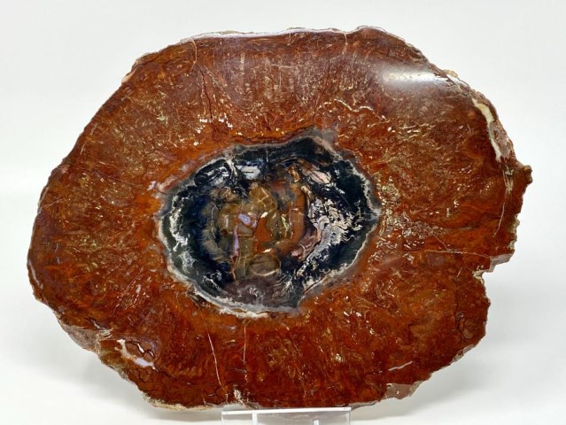 Fossil Wood Slice