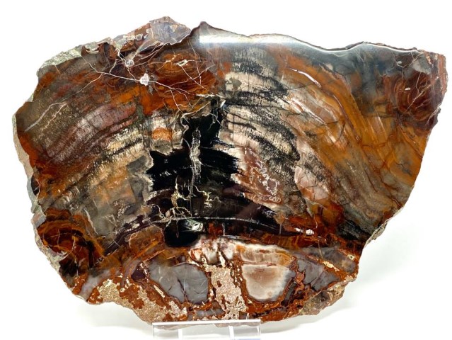 Fossil Wood Slice