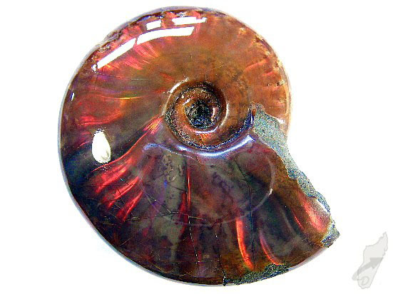 Red Iridescent Ammonite