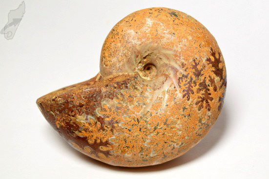 Phylloceras Ammonite