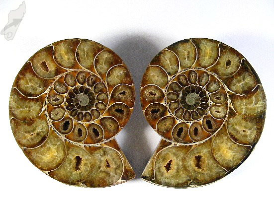 Ammonite Pair