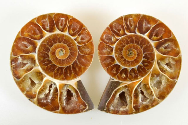 Ammonite Pair