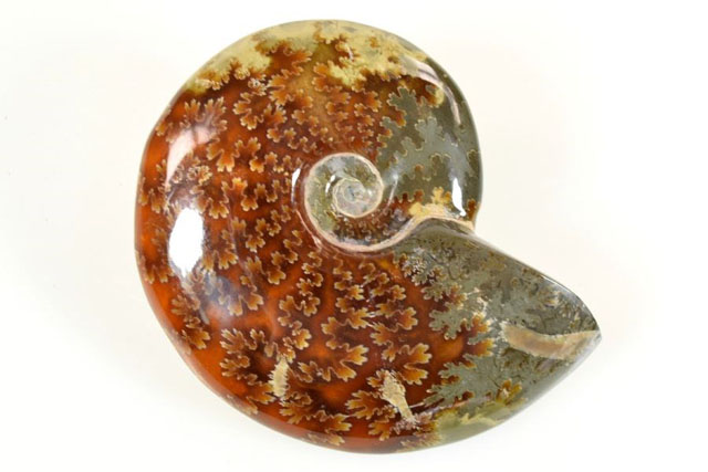 Polished Ammonites