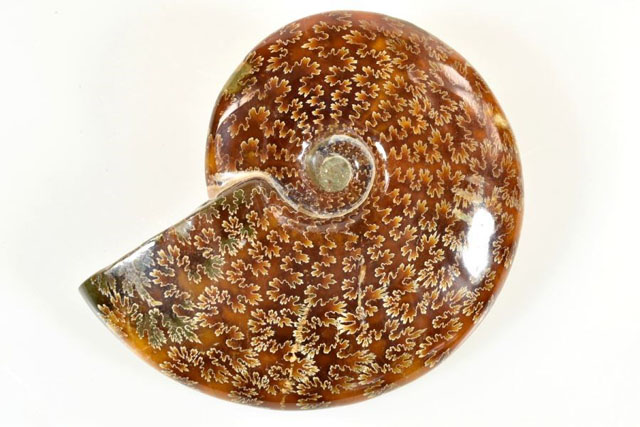 Polished Cleoniceras Ammonite