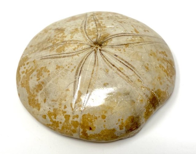 Echinoid Fossil