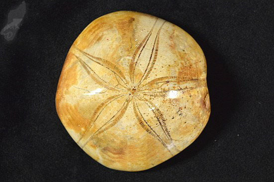 Echinoid