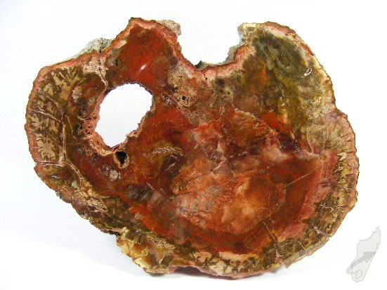 Fossil Wood Slice