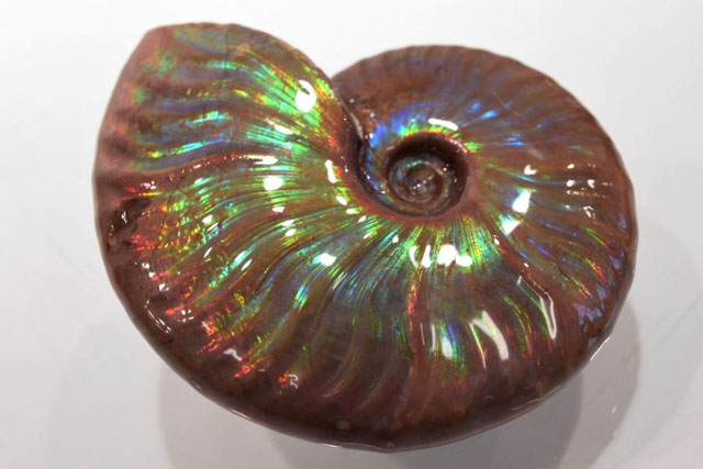 Iridescent Ammonites