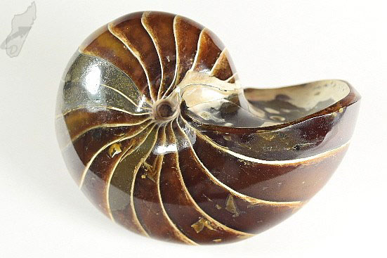 Polished Nautilus Fossil