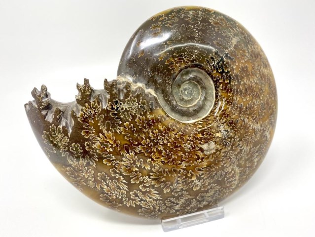 Polished Cleoniceras Ammonite