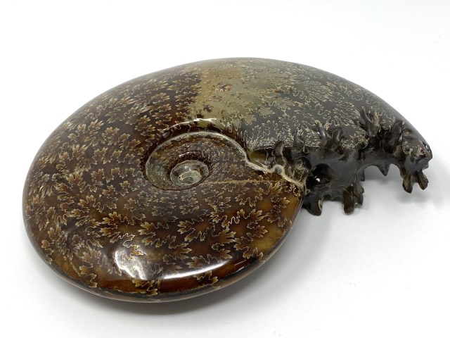 Cleoniceras Polished Ammonite