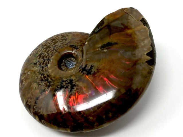 Red Iridescent Ammonite