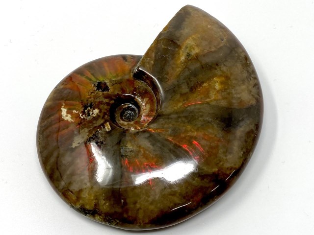 Red Iridescent Ammonite