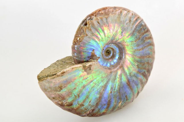 Iridescent Cleoniceras Ammonite